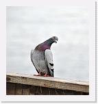 001w (64) * 1714 x 1834 * (224KB)